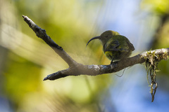 Yellow-Bellied Sunbird-Asity photo 3