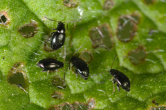 Longitarsus anchusae