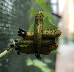 Ceratulus spectabilis