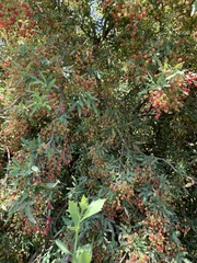 Berberis nevinii