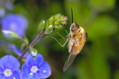 Bombylius venosus