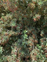 Berberis nevinii
