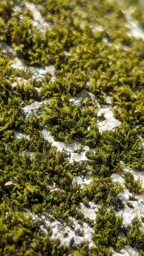 Image of Racomitrium heterostichum by (c) Bryn, some rights reserved (CC BY)