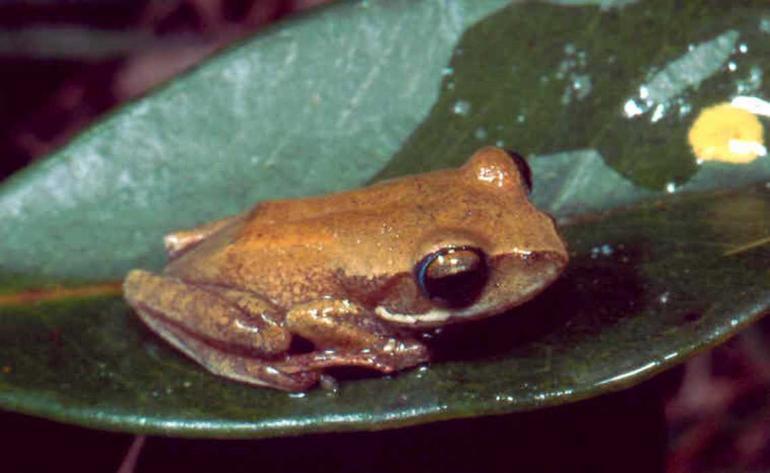 Betsileo Bright-Eyed Frog
