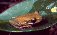 Betsileo Bright-Eyed Frog photo 1