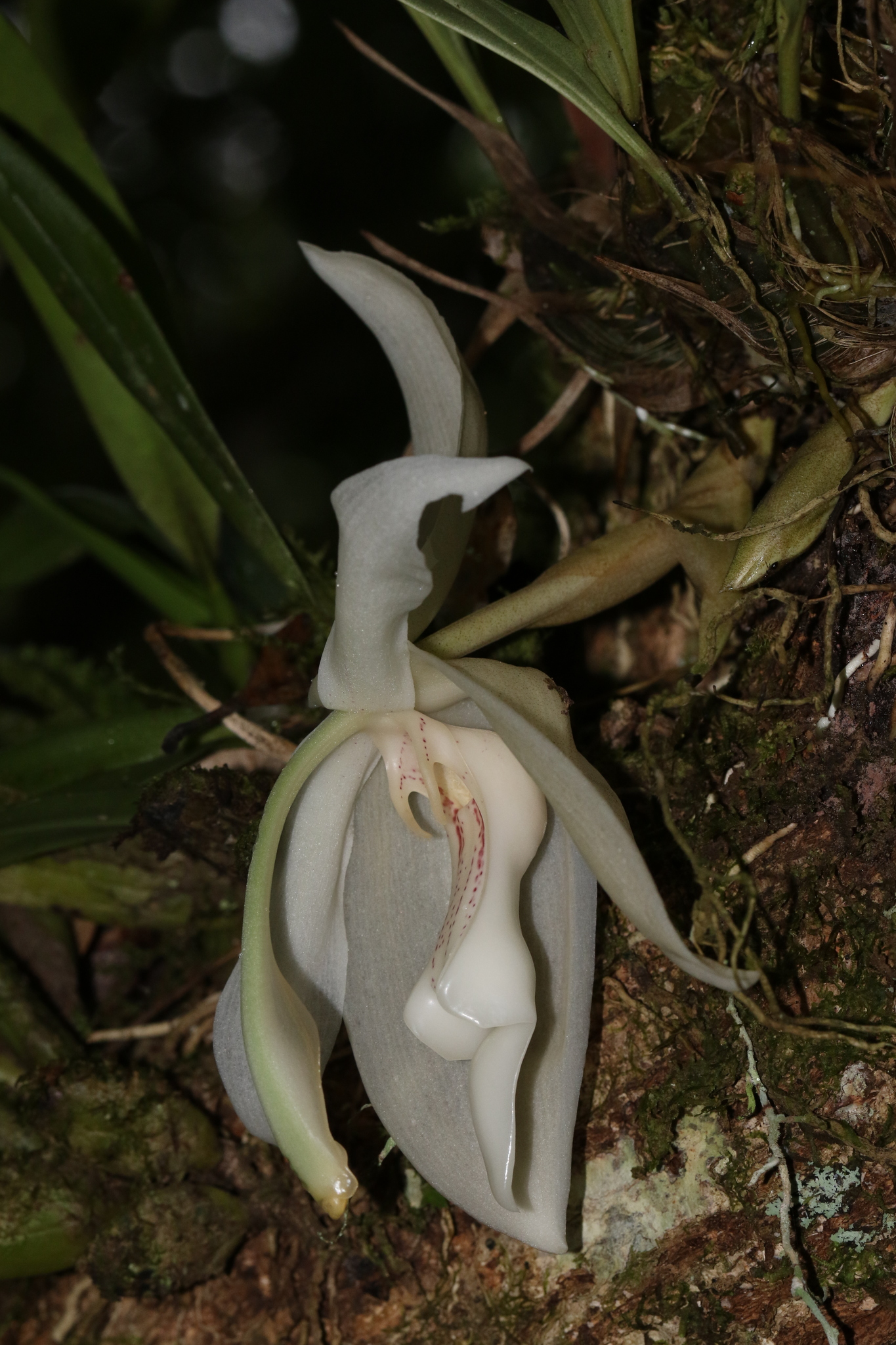 Imagem de Orquídea-tigre