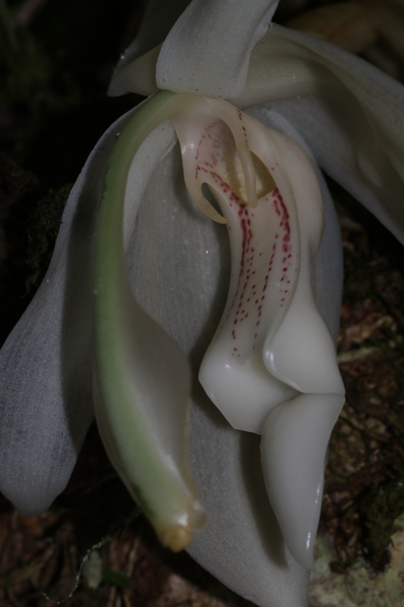 Imagem de Orquídea-tigre