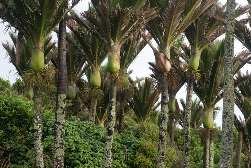Rhopalostylis sapida