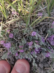 Astragalus sericoleucus
