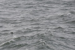 Cephalorhynchus hectori