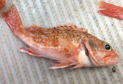 Helicolenus dactylopterus