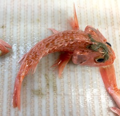 Helicolenus dactylopterus