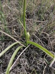 Toxicoscordion venenosum