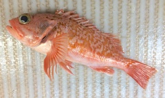 Helicolenus dactylopterus