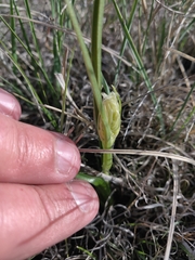 Toxicoscordion venenosum