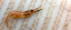 Image of Dichelopandalus leptocerus