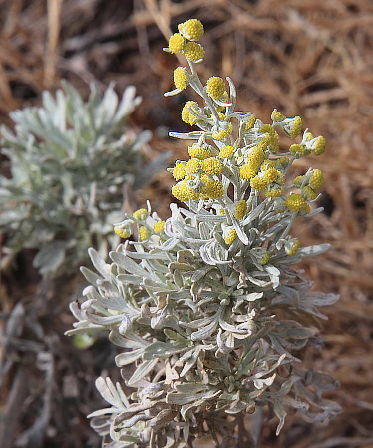 Artemisia argentea