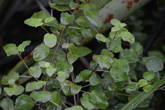 Fuchsia perscandens