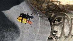 Tegrodera aloga