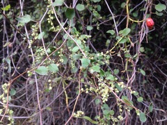 Muehlenbeckia australis × complexa