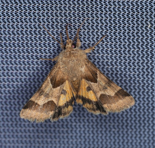 Jaguar Flower Moth photo 3