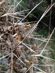 Aciphylla glaucescens