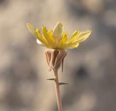 Mentzelia leucophylla