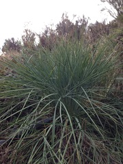 Aciphylla glaucescens