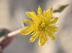 Mentzelia leucophylla