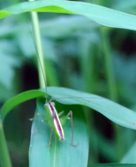 Conocephalus strictus