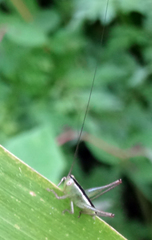 Conocephalus strictus