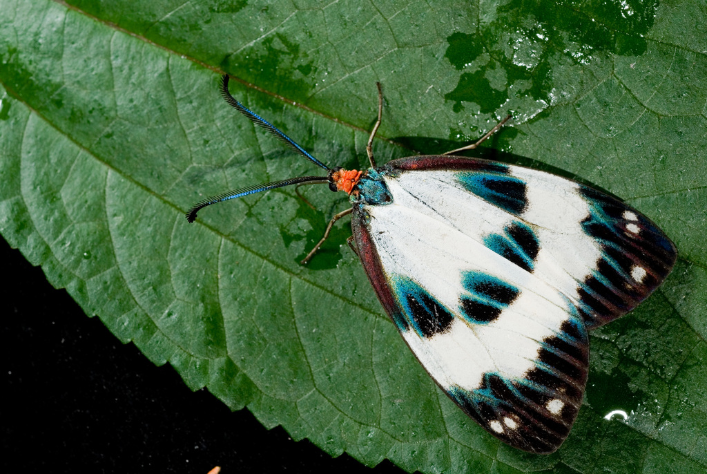 Chalcosia thaivana