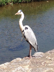 Ardea cinerea