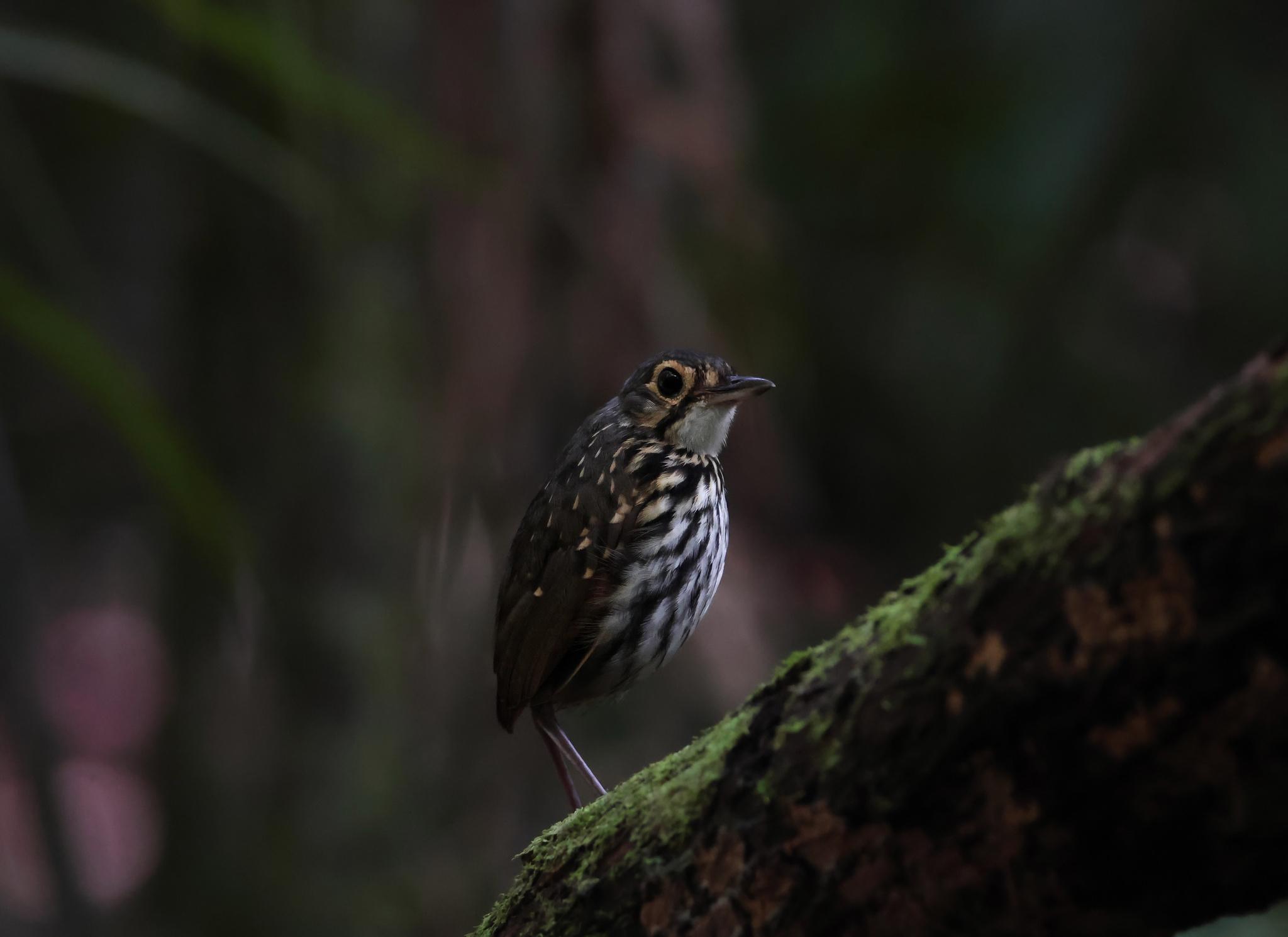 Streak-chested Antpitta (Hylopezus perspicillatus), photo 9