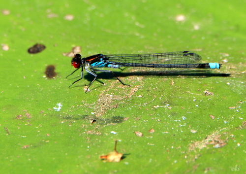 Red-eyed Damselfly, photo 3 of 8