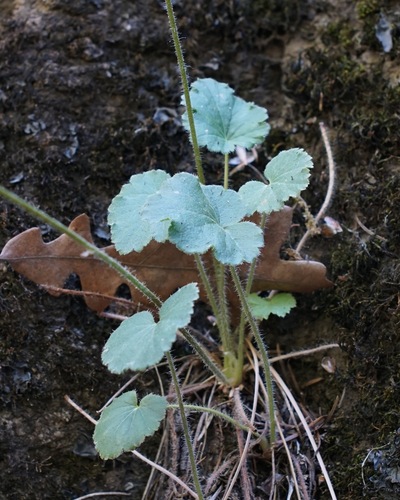 Image of Heuchera novomexicana by (c) Andrew Tree, some rights reserved (CC BY)
