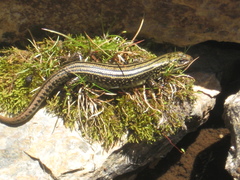 Eulamprus kosciuskoi