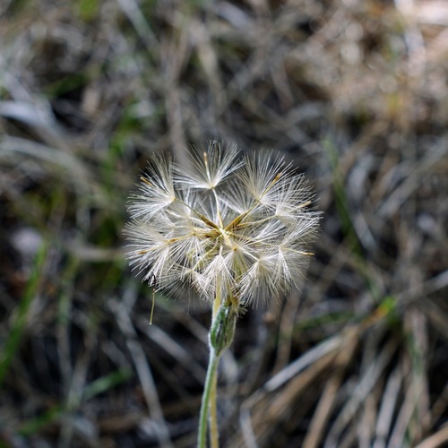 Image of Leibnitzia lyrata by (c) Andrew Tree, some rights reserved (CC BY)