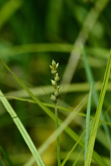 Carex tribuloides