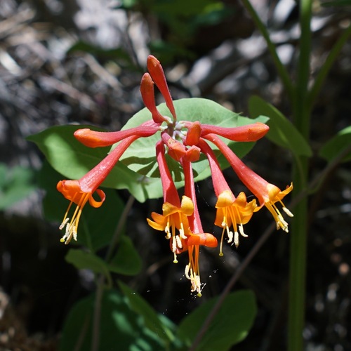Lonicera arizonica, photograph 3