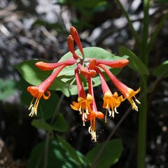 (c) Andrew Tree, some rights reserved (CC BY) Lonicera arizonica, photograph (c) Andrew Tree, some rights reserved (CC BY)