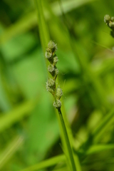 Carex tribuloides