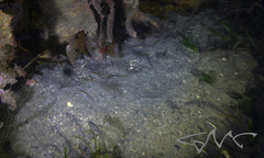 Siphamia roseigaster