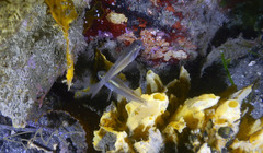 Siphamia roseigaster