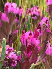 Castilleja ambigua humboldtiensis