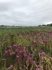 Castilleja ambigua humboldtiensis