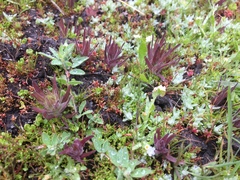 Castilleja victoriae