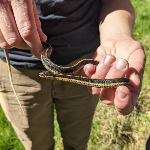 iNaturalist observation photo of Mountain Garter Snake