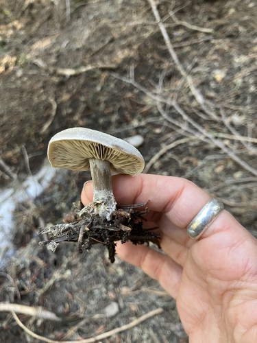 iNaturalist observation photo of Snowmelt Clitocybe