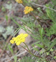 Cymopterus lemmonii